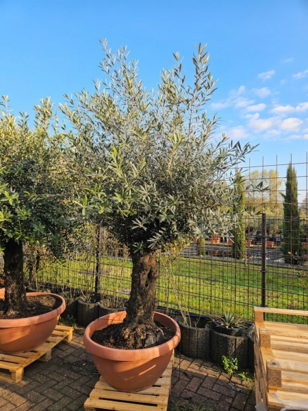 Olivenbaum-Hojiblanca--Nr-87